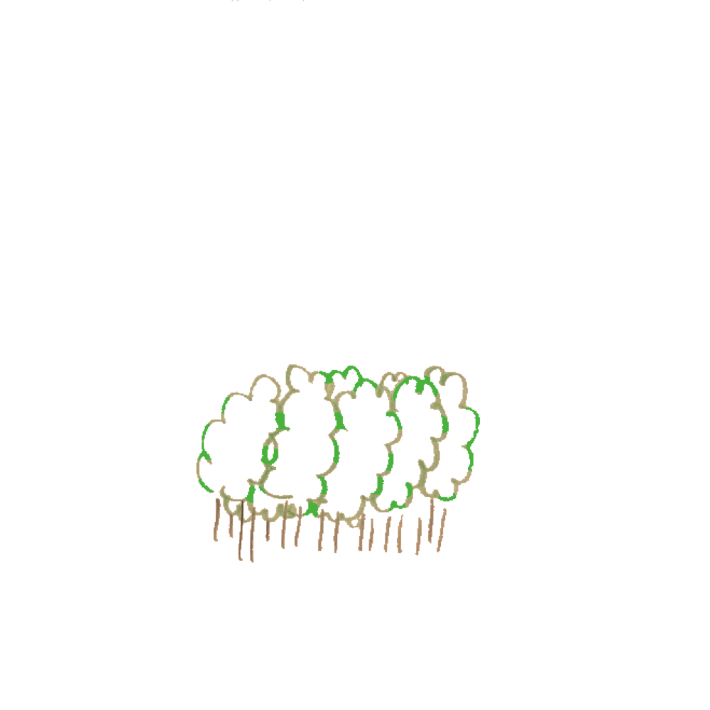 森