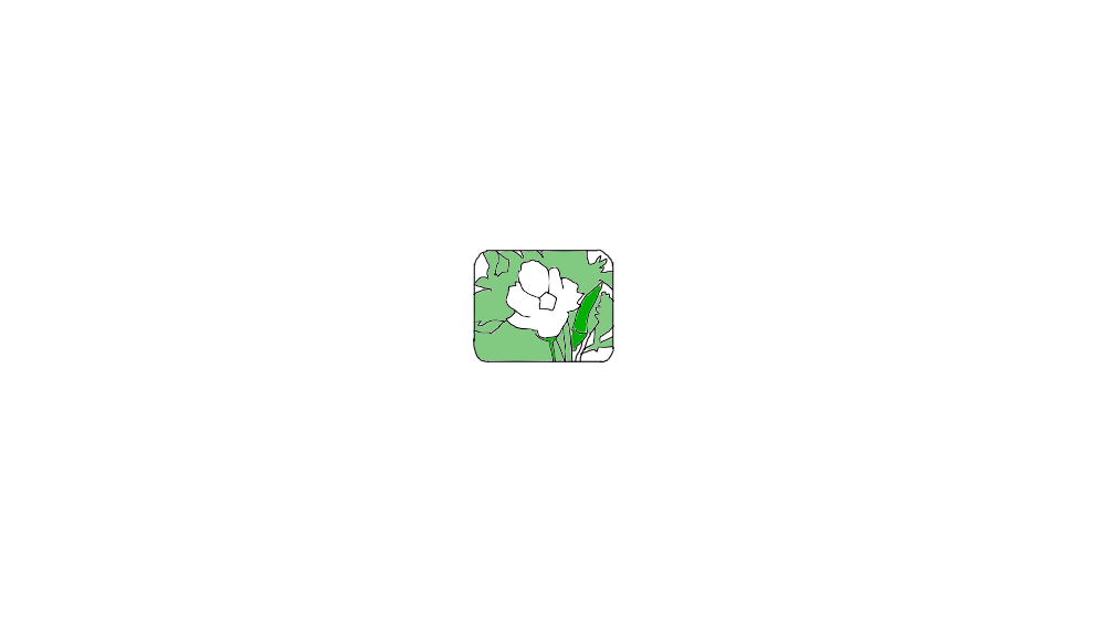花が開いたオクラ